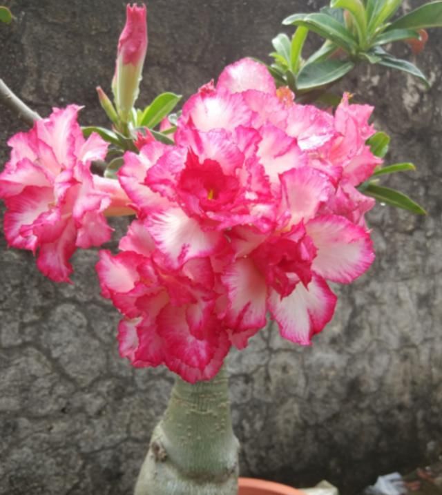  花盆|养这四种花，花盆小一些，浇水“懒”一些，盛夏酷暑也能生机勃勃