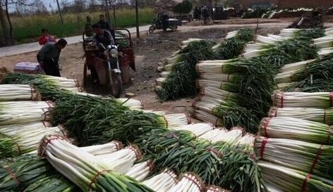  [太不容易]去年批发1.2元每斤，今年低到4毛，亩亏近千元，农民