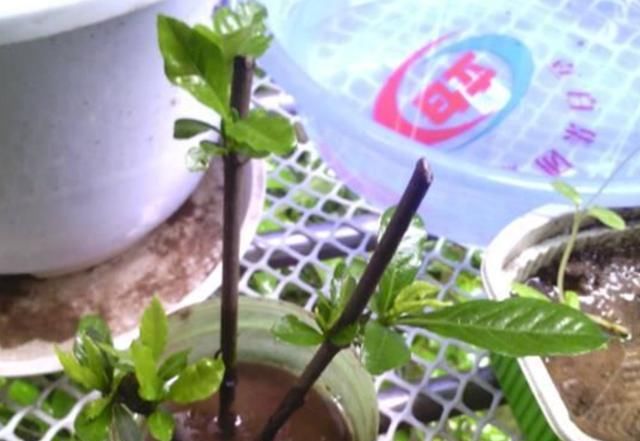  『植物』扦插后怎么浇水?老是烂根怎么回事