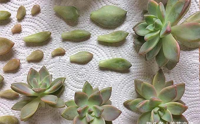  [植物的侧芽]轻松繁殖多肉植物的三种方法，不要觉得养多肉有多难