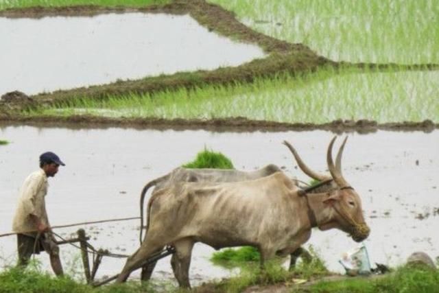 印度耕地面积世界第二，为什么还不能喂饱印度人？