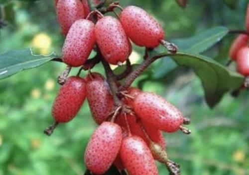  『观赏价值』别看1种果子像“枣子”，殊不知珍贵，农地里要是有，要珍惜！