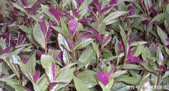 这种外来入侵野草，被国人称作“天然降压草”，曾卖200元1斤