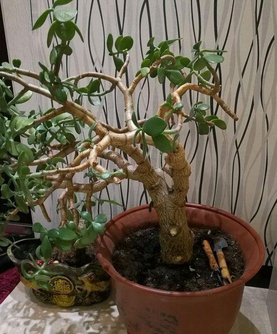  「玉树」养花技巧：玉树金钱树，掉叶子，根软要倒掉，多半是烂根