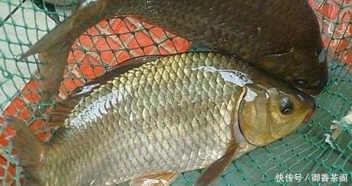 「玉米」别人用玉米钓鲤鱼连竿,自己这里却没有口,原来问题出现在这里!