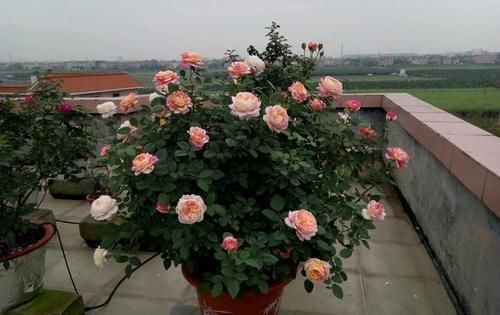  开爆@阳台养这些花卉，花开美观又大气，花色鲜艳花期长，轻松开爆盆