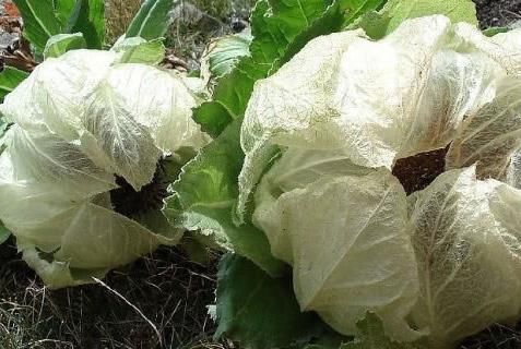 游客西藏登山遇一种“莲花”，不能随意摘，驴友：摘了走不了