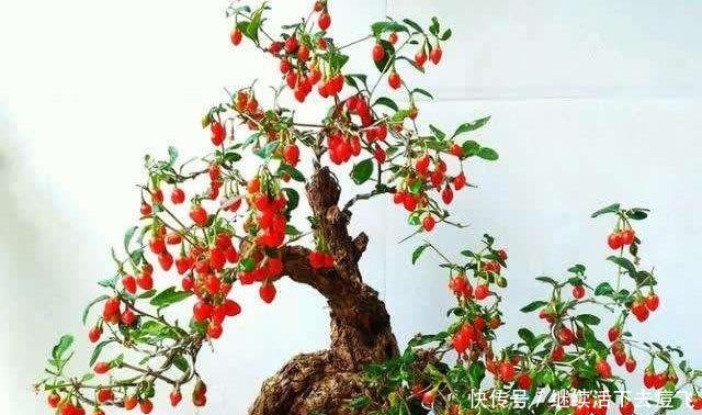 果子@野外挖一棵“枸杞树”,做成小盆景,挂满红果子,美白又养颜