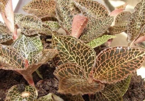  『植物』在树下，1种植物“珍贵”，人称“金线兰”，殊不知1斤“450元”