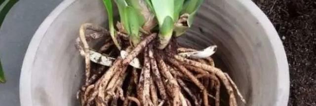  [等植物]养养养花花花: 果汁阳台花期长,花会变色,喜欢就赶紧行动...