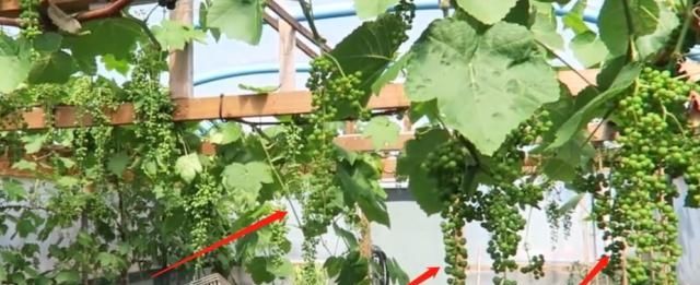 「葡萄」农村院子里的葡萄树，为什么没有人种了？现在才明白