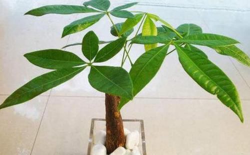  「摆放」这6种植物的正确摆放位置，简单动一动镇宅又旺运，何乐而不为呢