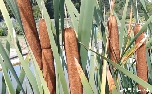  远销|中国农村常见的“香肠草”，远销国外，老外激动：浑身都是