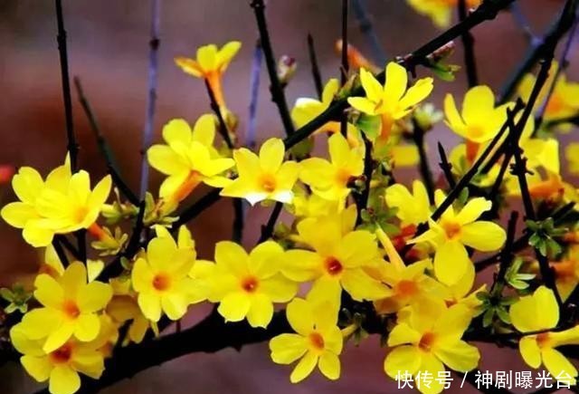  「迎春花」金万泉：迎春花儿开