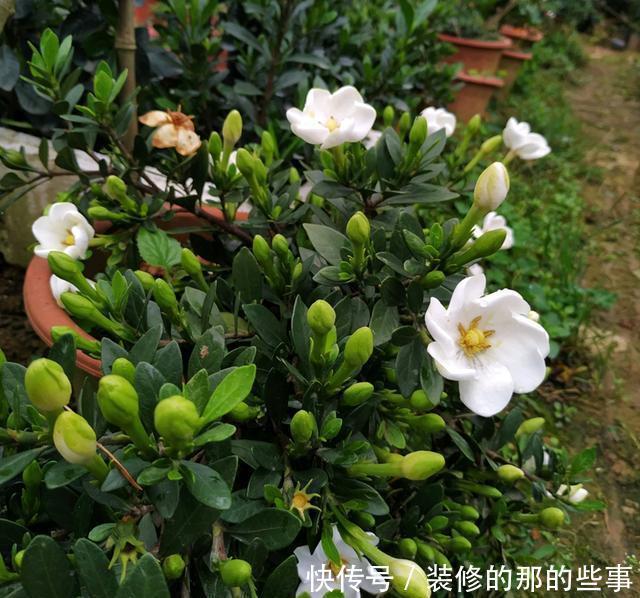 栀子花|新买的栀子花,花苞不断掉,用好“3”招,花香四溢满屋飘香