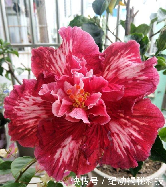 「养花」春季养花,养这4种最美花卉,阳台摆上几盆,夏天开成大花园