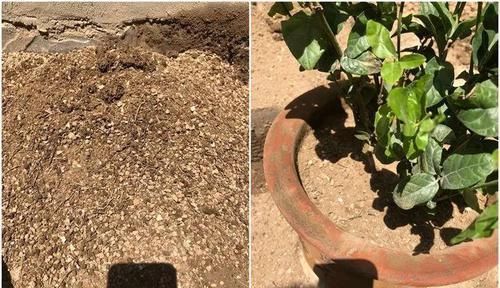  『图片作者』栀子茉莉千万别用这种土，养一盆死一盆！