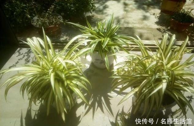 天然|它是天然的“水杨酸”,用来养绿萝和吊兰,爆盆成瀑布
