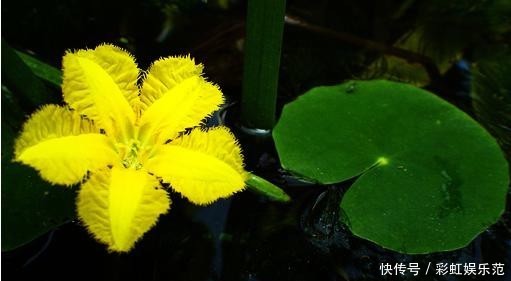 #恩惠#金黄小花立水上,柔情恩惠荇菜语