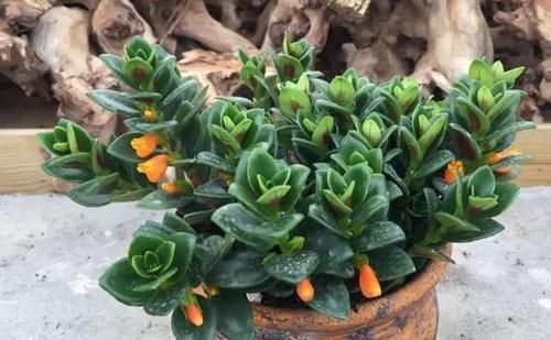  「盆栽」此种盆栽，花叶俱美，一年开花300多天，上面爬满'小金鱼'