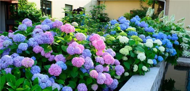 旺盛|夏天养花首选,越热开得越旺盛,花色鲜艳、多变,花开就能爆盆