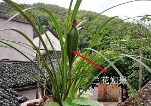 想不到@兰花怎样繁殖?万万想不到,方法这么多,都比分株快