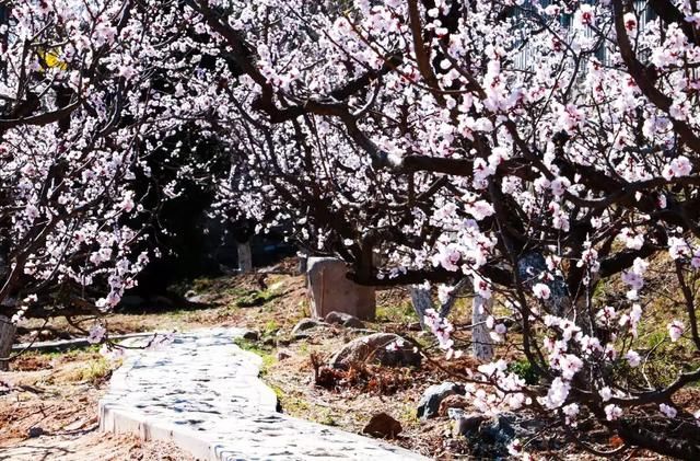 花开成海！！！再过半个月，海淀这座山将美成童话！