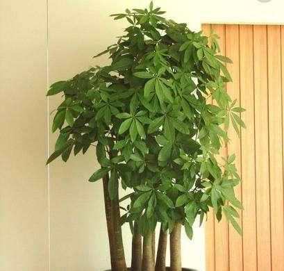  「寓意」8种“寓意花”，客厅卧室养一盆，天天象征好运气！