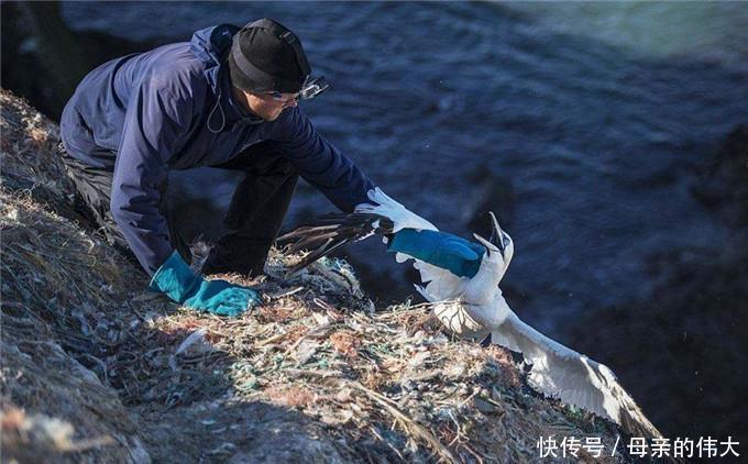 一座被海鸟霸占上百年的岛，上岛会被海鸟攻击，渔民们都绕道而行