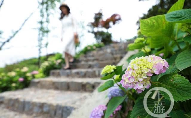  [绽放]夏天里最大的花 百亩绣球天坪山迎风绽放