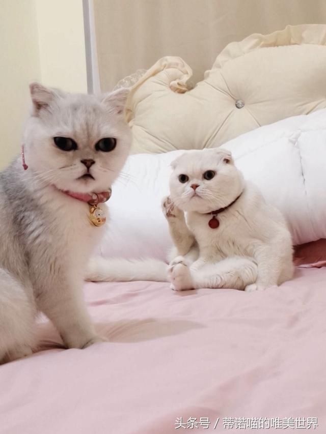 刘二豆再次复出澄清谣言，牵动了多少人心？