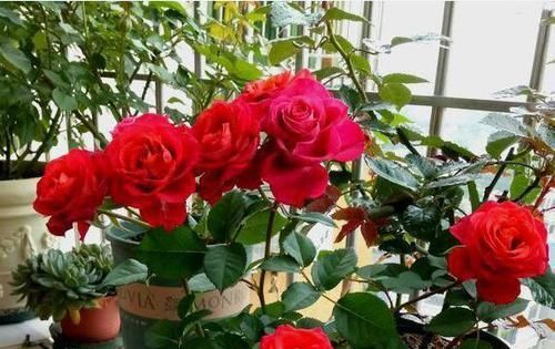  [随便]卧室里养花别“随便”，4种花“最好”不要养，再喜欢也要搬出去