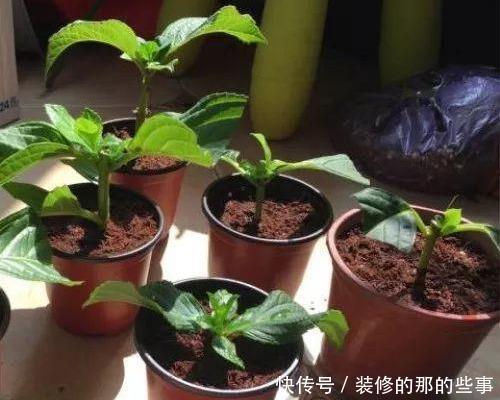 次水就行@阳台变花园,8种花现在养,半个月就爆满阳台,长的飞快花也多