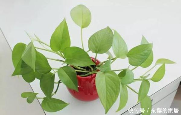 #杀菌消毒#养花先养根,一种“紫色溶液”效果好,平时滴一滴还能延长花期