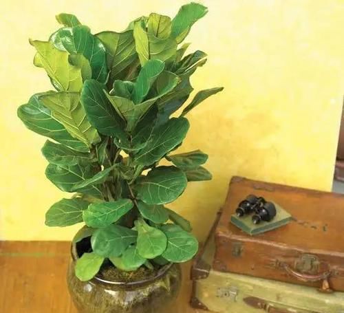  『植物』远离植物杀手，你需要这12种植物