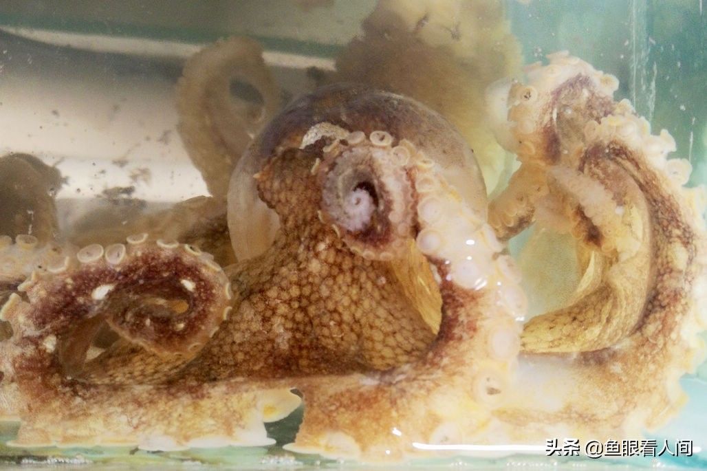 梭子蟹、皮皮虾引领菜市场海鲜新潮 新鲜海鲜替代冰冻成主流
