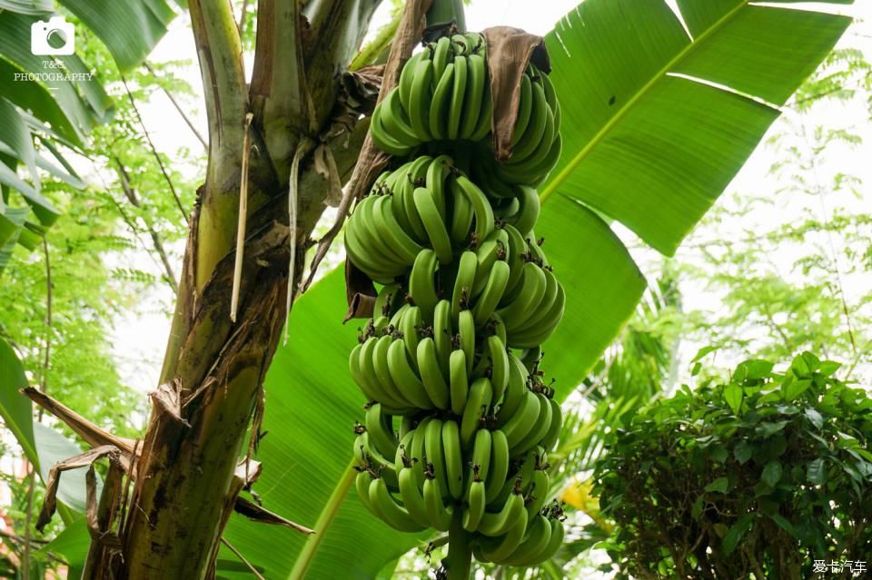  西双版纳@绿水青山就是金山银山，去西双版纳过泼水节！