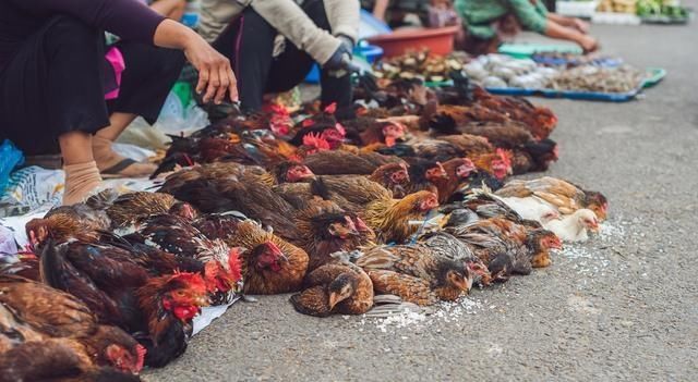  「成交价1」屠宰场都在抢杀肉食鸡，蛋鸡养殖户不要过来凑热闹