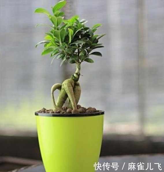 『下次』第一次去重庆女朋友家,一进院子那叫一漂亮!不舍得走,下次还来