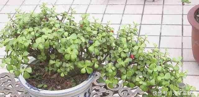 「仙人掌科」3种“便宜花”这样养一养,一年变“老桩”,开花千朵还“镇宅”