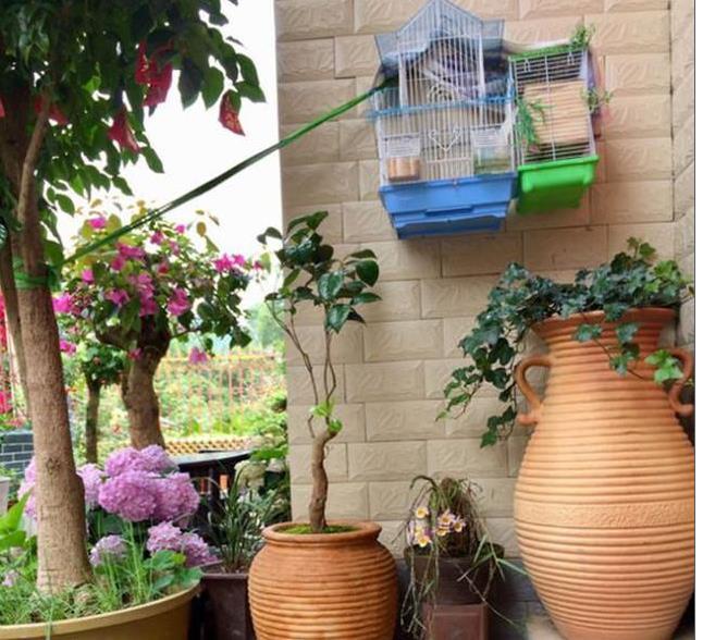 悠哉悠哉，雅致古朴的风格，每个养花人梦想的小院