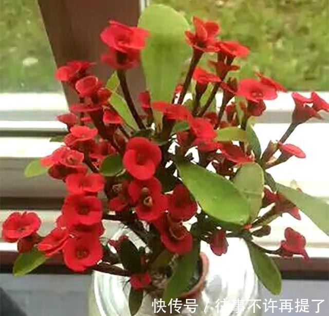  【喜热】3种花“喜热花”，不怕晒太阳，越晒越“出彩”，现在养正适合