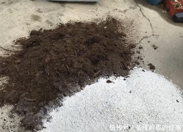 「一大」仙人球绯花玉怎么养?光照施肥充足,花苞一大圈,能开好多花