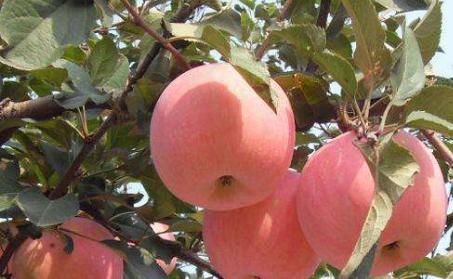  高产：富含矿物质和维生素的苹果，要高产，管理是关键，果农需掌握几点