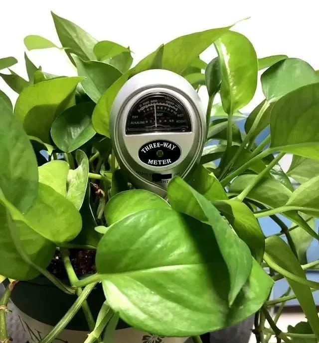  绿油油■养绿萝,注意4细节,随便养都爆盆,枝繁叶茂长成“绿瀑布”!