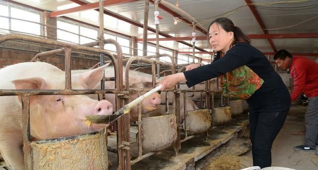 农村养猪怎么样，2019养猪赚钱吗？有哪些需要注意的呢？