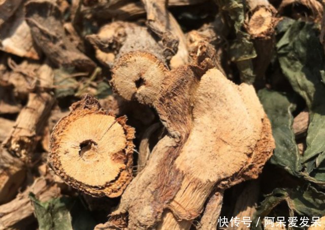 农村这种常见的接骨木，老一辈人都视之如宝，树枝泡酒非常好用