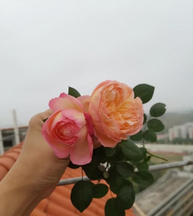  『丰花性好』狼家自育的表现到底如何，戳进来看看花友们的大实话