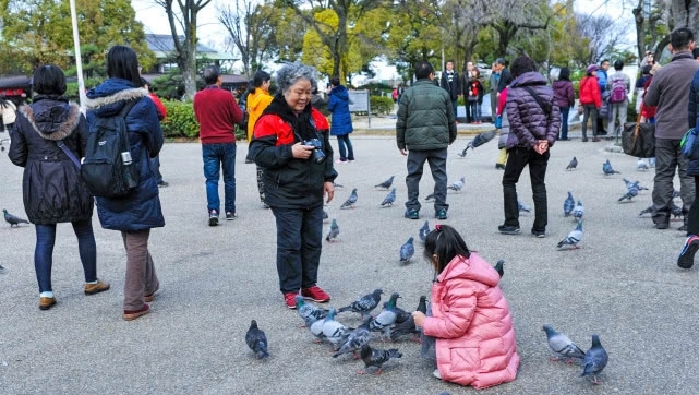 世界最干净国家，鸽子霸占广场鸟不怕人，中国游客：不服不行