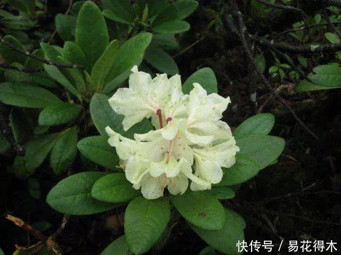 杜鹃@国家Ⅱ级珍稀濒危物种|东北地区特有的牛皮杜鹃